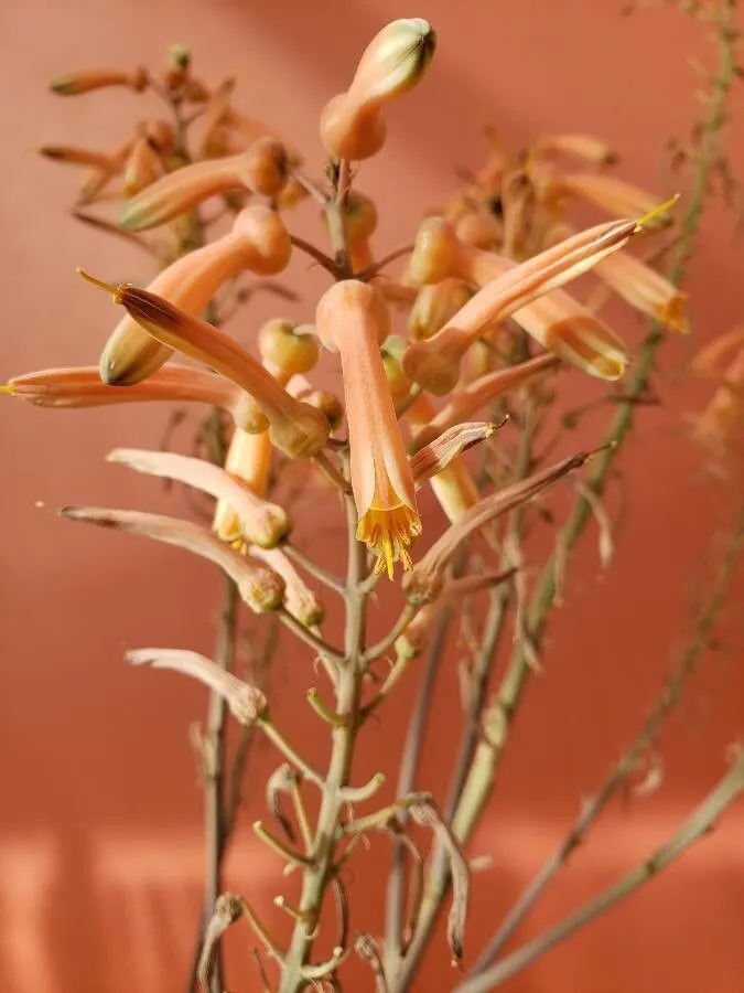 Tiger Aloe (Aloe Zebrina) — Native to Southern Africa