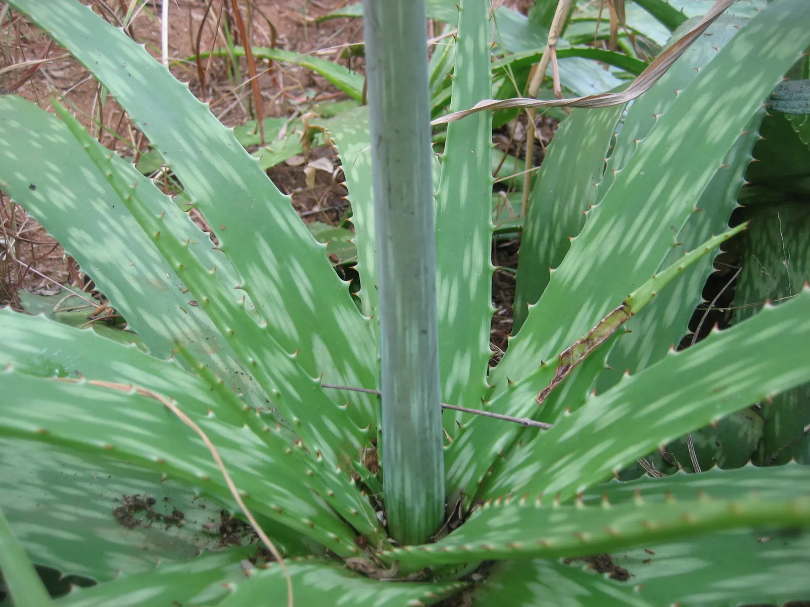 Tiger Aloe (Aloe Zebrina) — striped leaves that attain a diameter up to 6 inches; when designing your layout