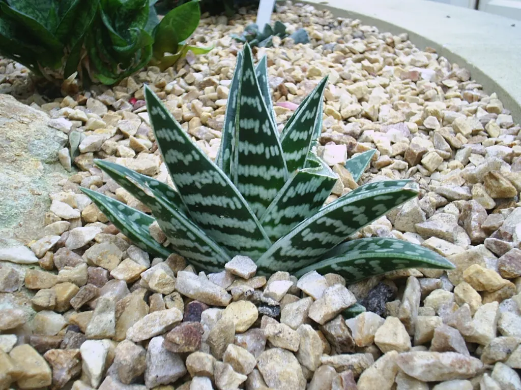 Tiger Aloe (Aloe Zebrina) — Native to Southern Africa; reaching lengths of 8-12 inches