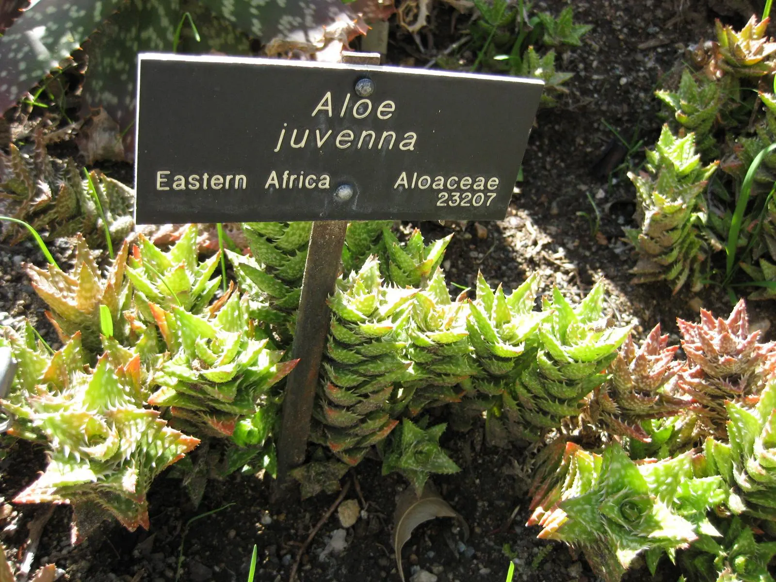 Tiger Aloe (Aloe Zebrina) — is a striking succulent with rosettes of fleshy; perfect for adding a pop of interest to your landscaping project