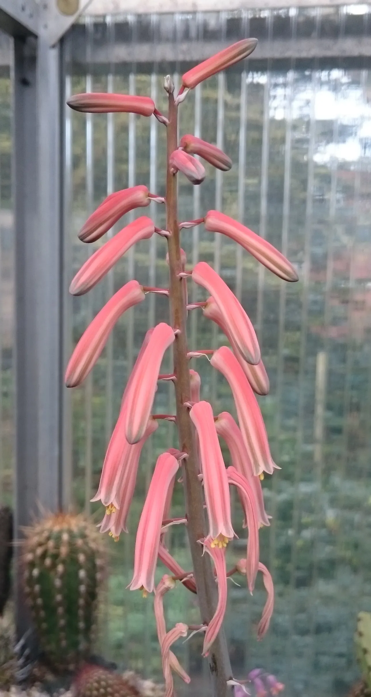 Tiger Aloe (Aloe Zebrina) — green hue adorned with a unique pattern of white