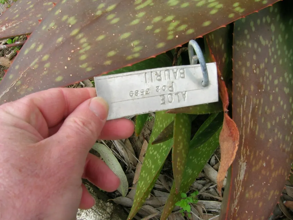 Tiger Aloe (Aloe Zebrina) — orange flowers in the garden