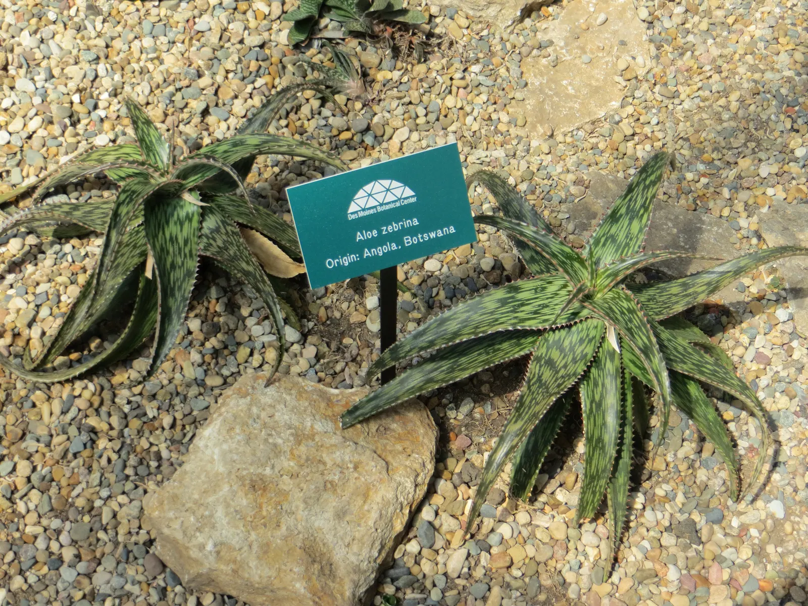 Tiger Aloe (Aloe Zebrina) — making it an ideal choice for rock gardens