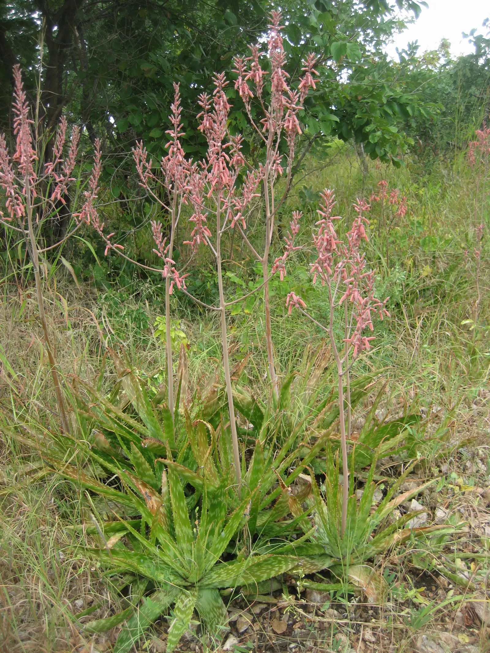 Tiger Aloe (Aloe Zebrina) — scientifically named Aloe zebrina; are attracted to these blooms
