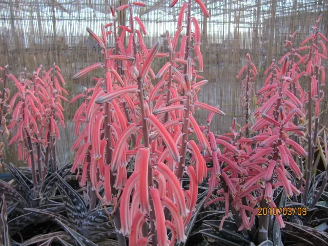 Tiger Aloe (Aloe Zebrina) — reaching lengths of 8-12 inches