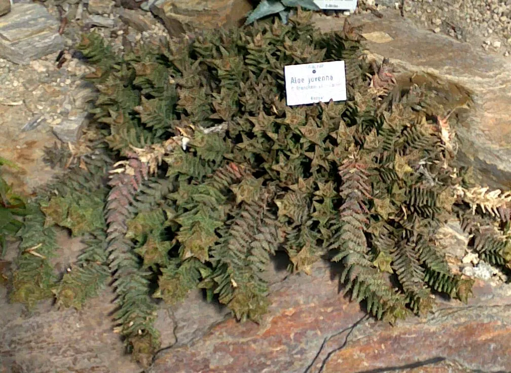 Tiger Aloe (Aloe Zebrina) — contributing to the ecological value of your garden.<br><br>Overall