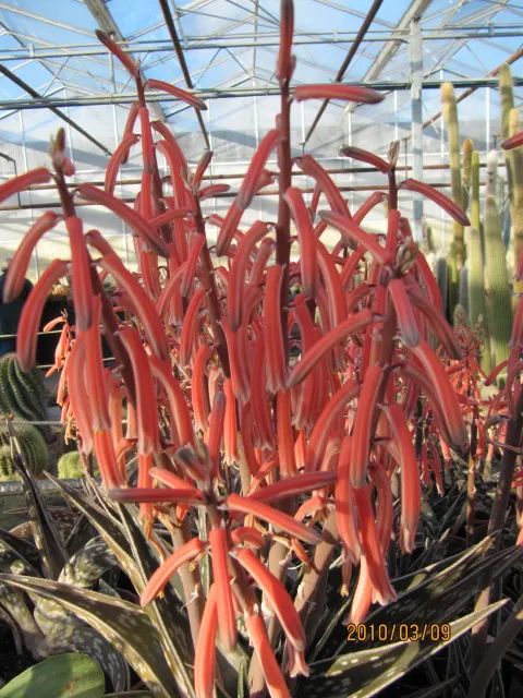 Tiger Aloe (Aloe Zebrina) — this native of southern Africa thrives in USDA zones 9-11, image 39