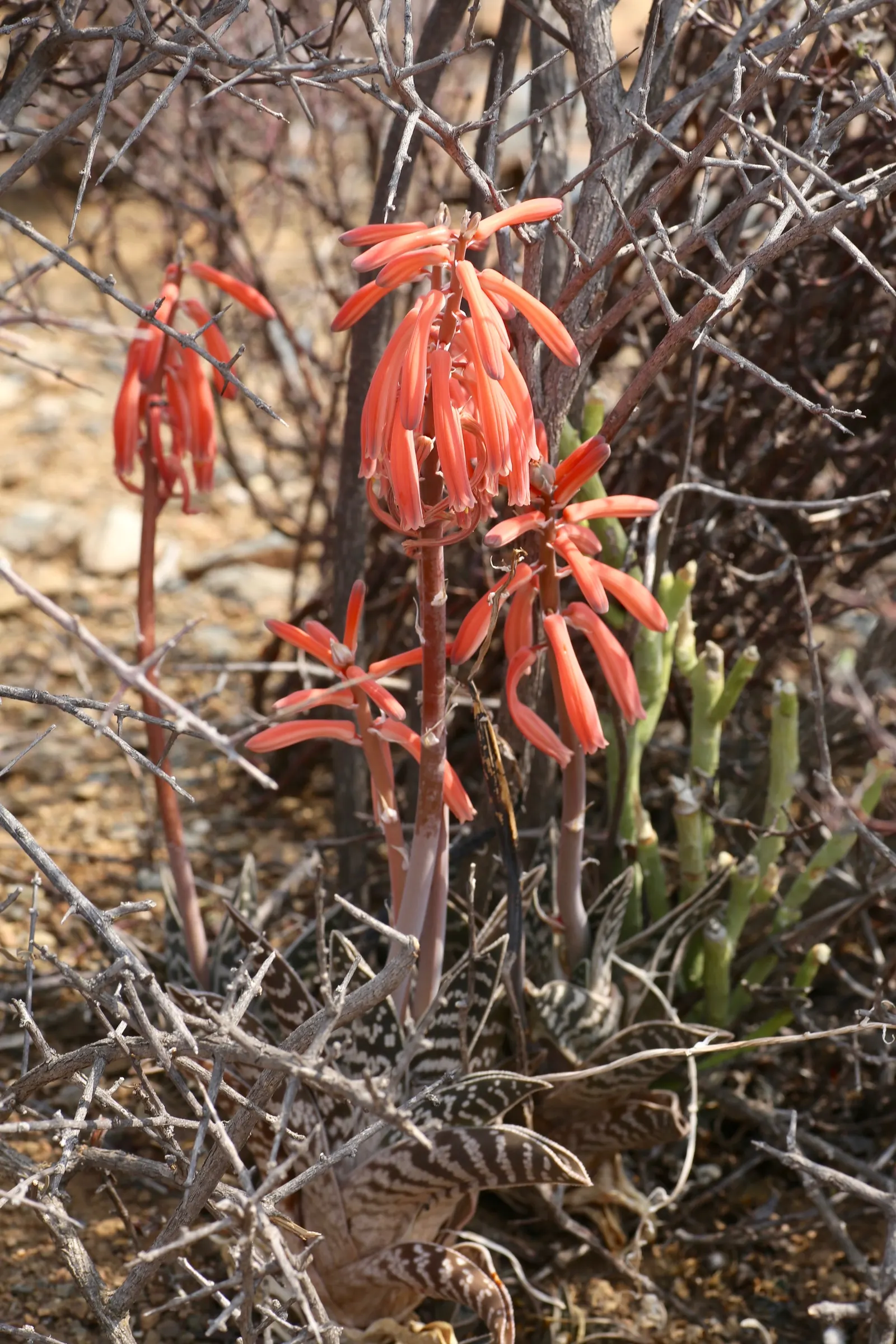Tiger Aloe (Aloe Zebrina) — ground cover / perennial / succulent with orange blooms