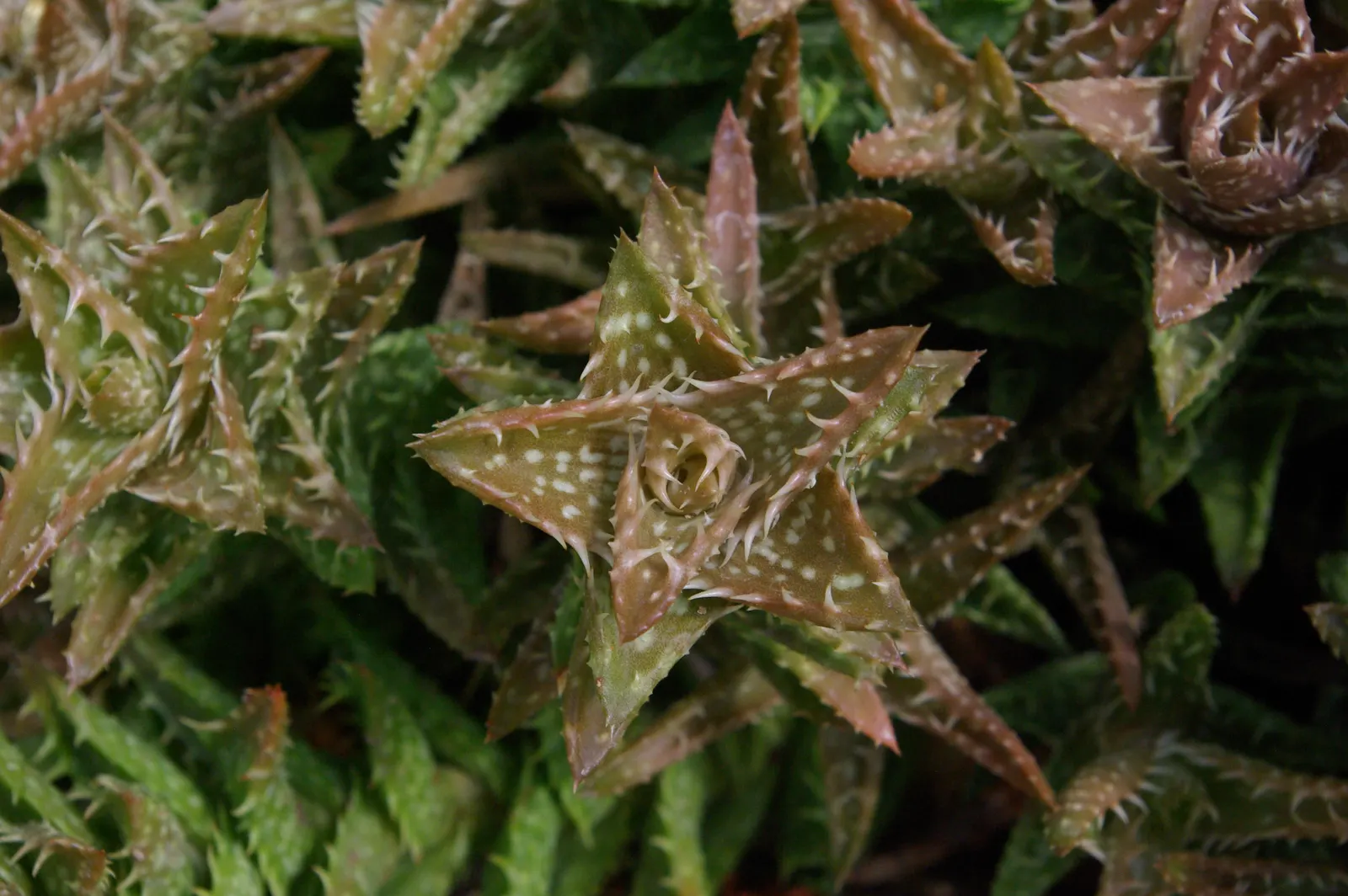 Tiger Aloe (Aloe Zebrina) — particularly hummingbirds