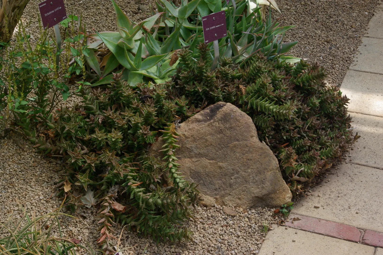 Tiger Aloe (Aloe Zebrina) — Preferring well-draining soils; ground cover / perennial / succulent with orange blooms