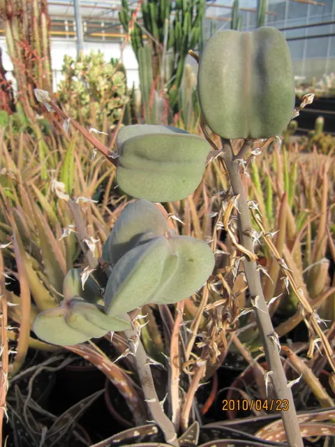 Tiger Aloe (Aloe Zebrina) — green hue adorned with a unique pattern of white; is an exquisite and low-maintenance succulent