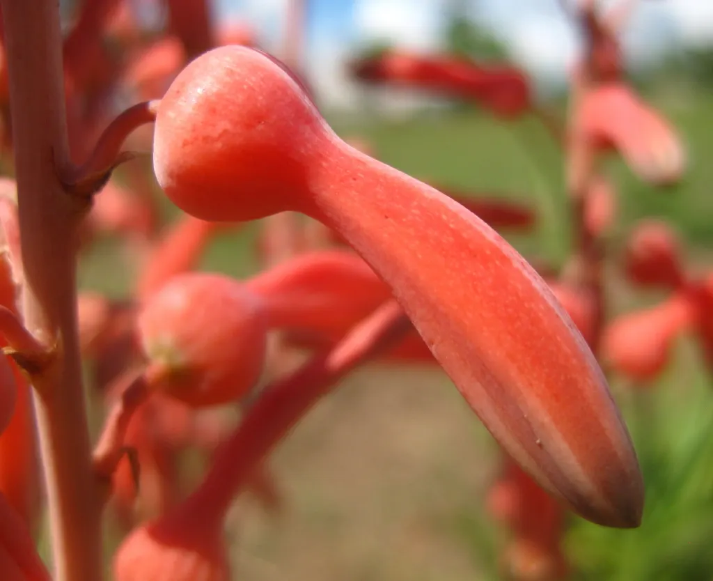 Tiger Aloe (Aloe Zebrina) — When designing your layout