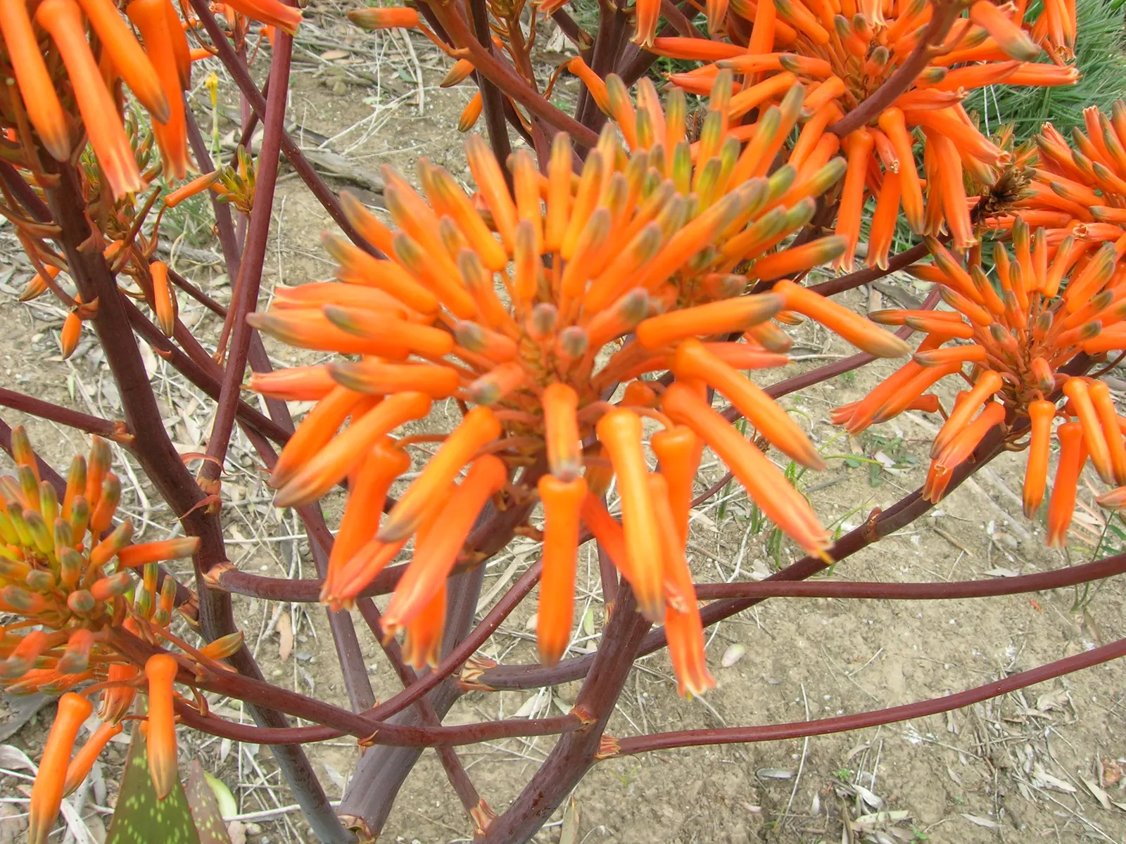Tiger Aloe (Aloe Zebrina) — coral-red flowers that extend up to 18 inches high
