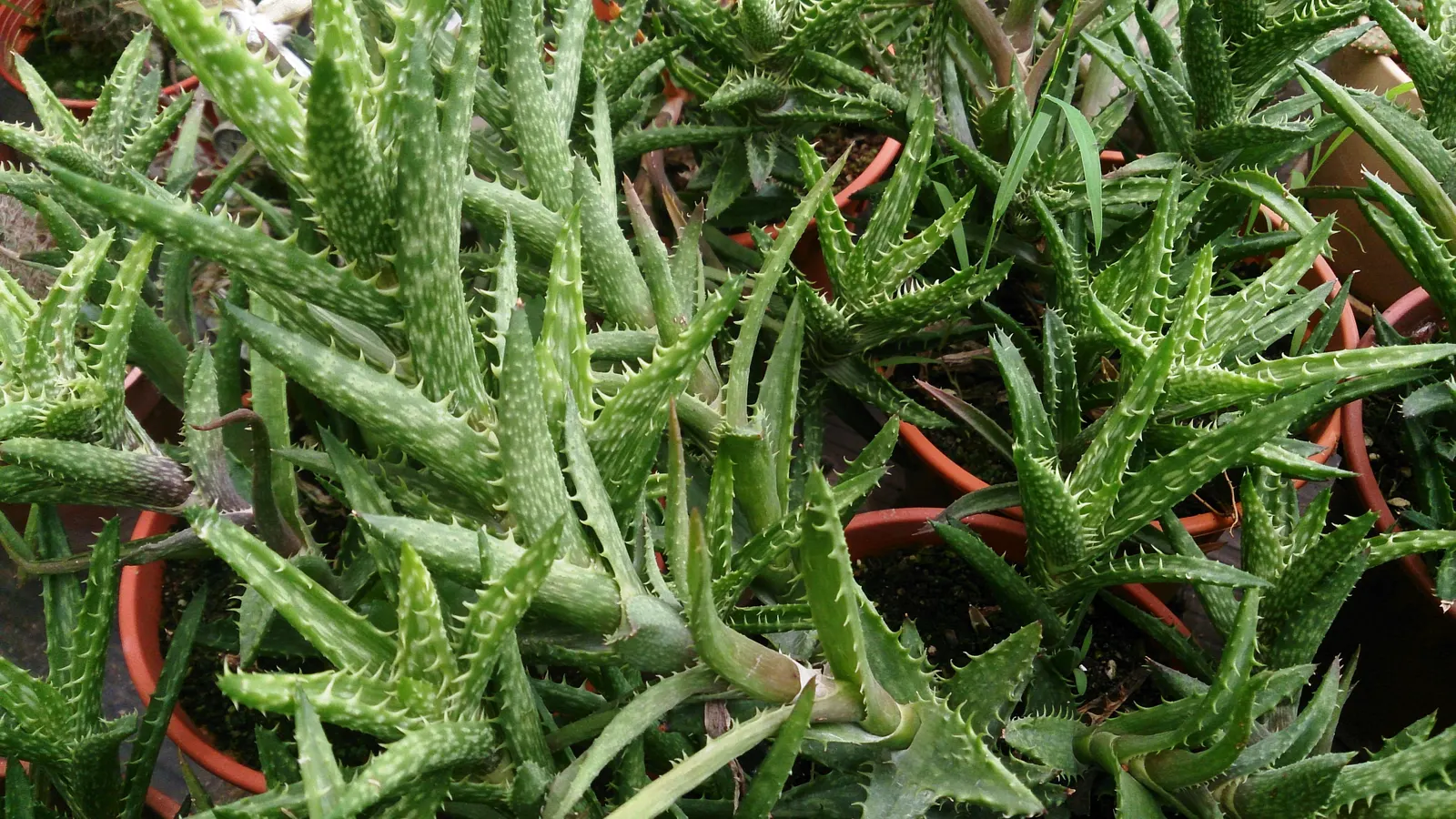Tiger Aloe (Aloe Zebrina) — reaching a modest height of 4-8 inches; this distinctive plant is characterized by its striking