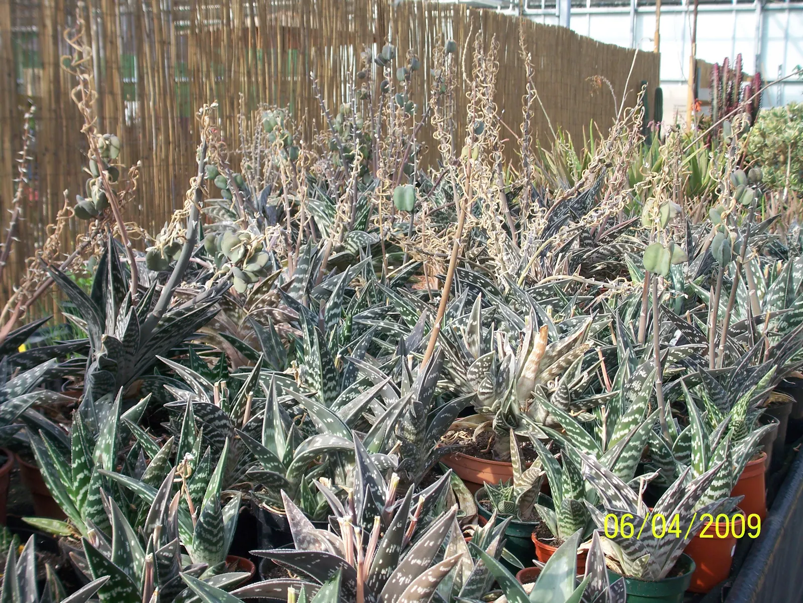 Tiger Aloe (Aloe Zebrina) — a must-have for those looking to infuse a touch of exotic flair into their landscape