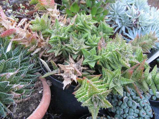 Tiger Aloe (Aloe Zebrina) — striped leaves that attain a diameter up to 6 inches