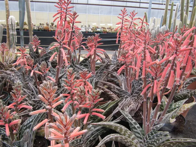 Tiger Aloe (Aloe Zebrina) — This plant's low stature also makes it perfect for container gardening