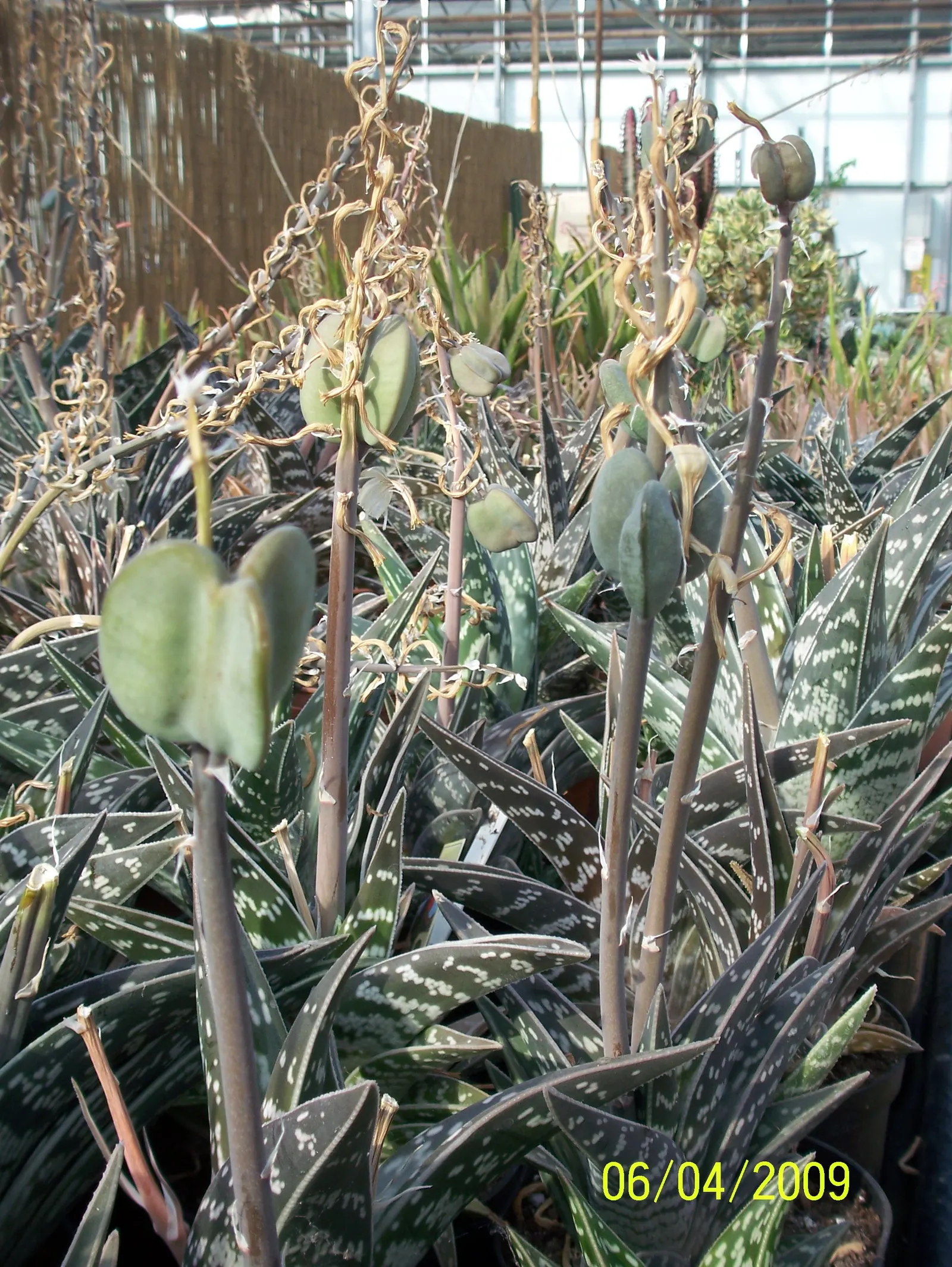 Tiger Aloe (Aloe Zebrina) — adding a dramatic vertical element to the planting scheme