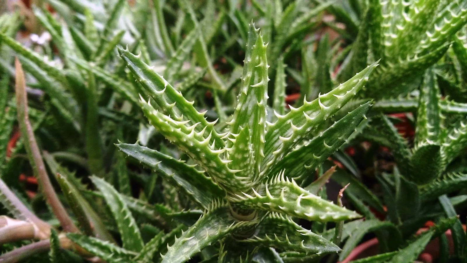 Tiger Aloe (Aloe Zebrina) — adding a dramatic vertical element to the planting scheme; reaching a modest height of 4-8 inches