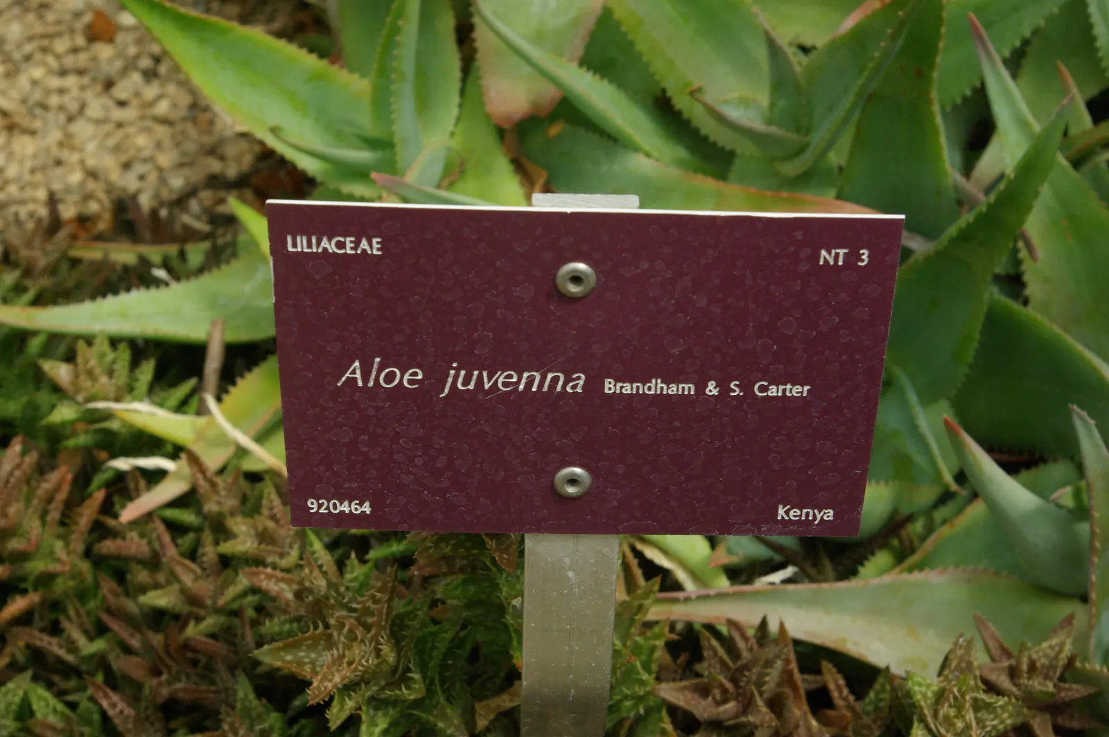 Tiger Aloe (Aloe Zebrina) — scientifically named Aloe zebrina