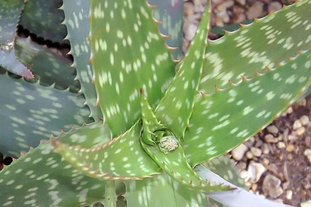 Tiger Aloe (Aloe Zebrina) — It's valued for its drought tolerance and distinctive zebra-like leaf patterning