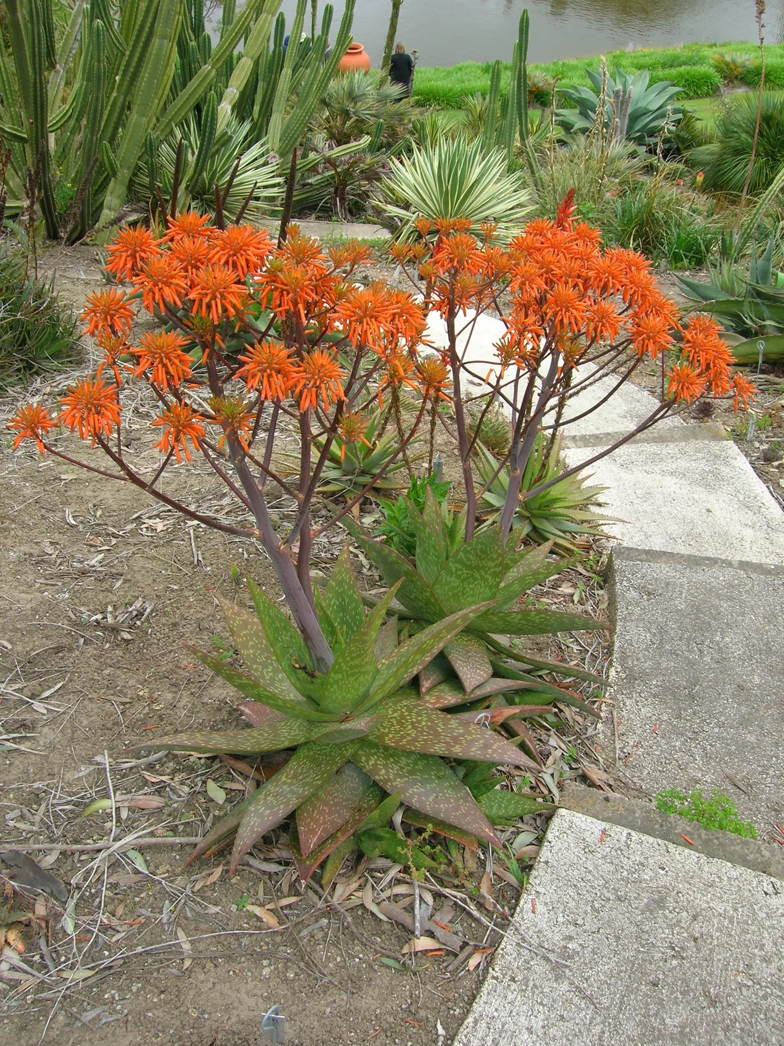 Tiger Aloe (Aloe Zebrina) — commonly called Tiger Aloe