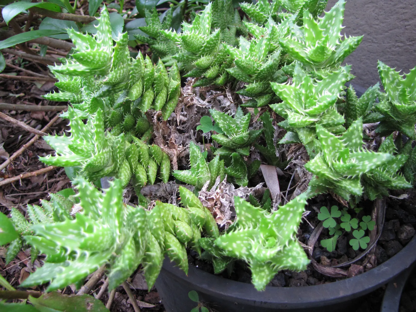 Tiger Aloe (Aloe Zebrina) — This plant's low stature also makes it perfect for container gardening; ensure that it's planted in well-draining soil