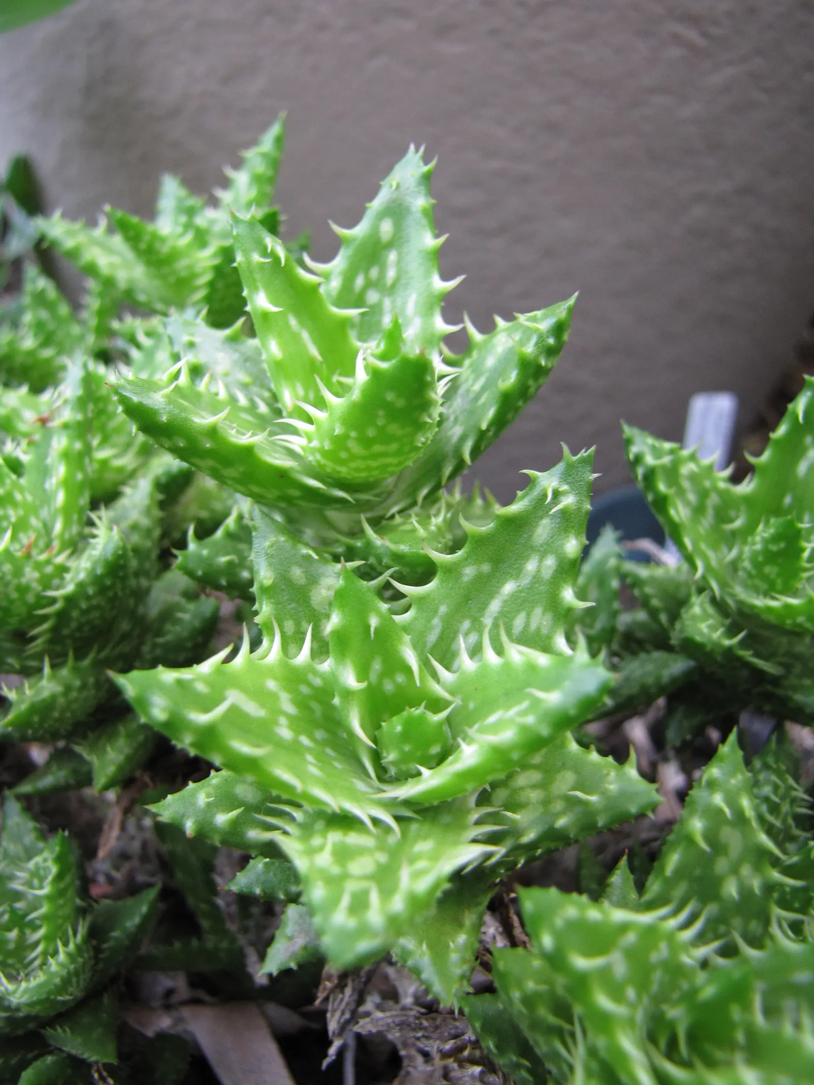 Tiger Aloe (Aloe Zebrina) — coral-red flowers that extend up to 18 inches high; ground cover / perennial / succulent for full or half