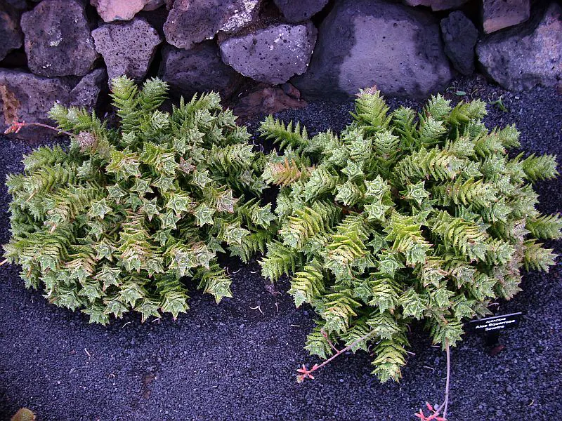 Tiger Aloe (Aloe Zebrina) — Perfect for xeriscaping, it requires minimal watering and full sun to partial shade exposure