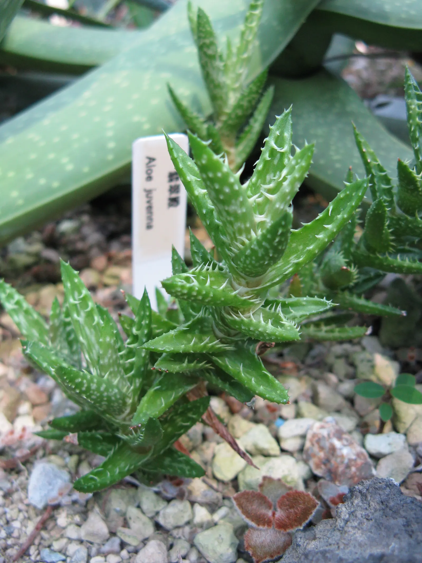 Tiger Aloe (Aloe Zebrina) — this native of southern Africa thrives in USDA zones 9-11