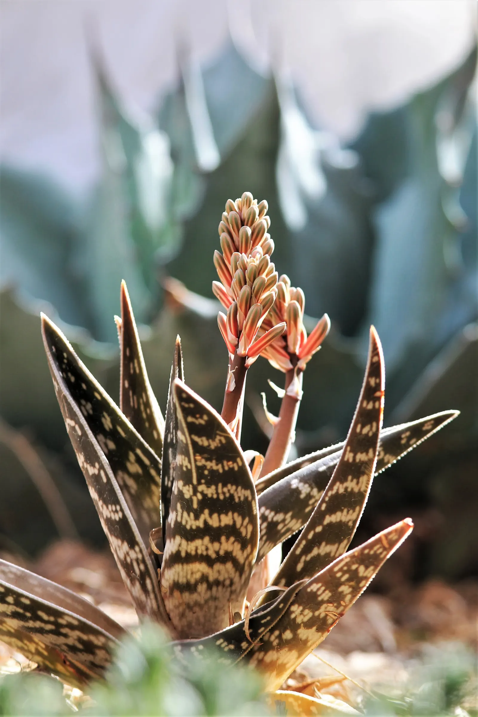 Tiger Aloe (Aloe Zebrina) — Perfect for xeriscaping, it requires minimal watering and full sun to partial shade exposure; making it an ideal choice for rock