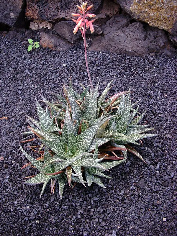 Tiger Aloe (Aloe Zebrina) — reaching a modest height of 4-8 inches