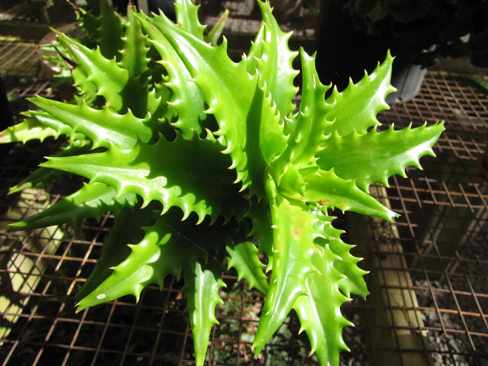 Tiger Aloe (Aloe Zebrina) — rosette-shaped cluster of fleshy; aloe zebrina presents beauty