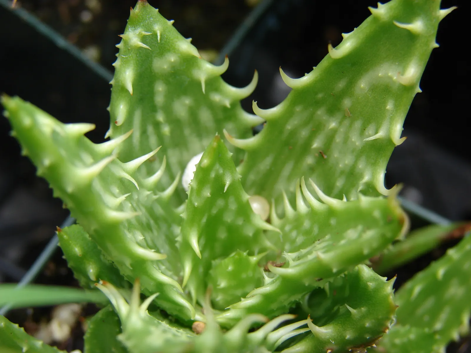 Tiger Aloe (Aloe Zebrina) — When designing your layout; coral-red flowers that extend up to 18 inches high