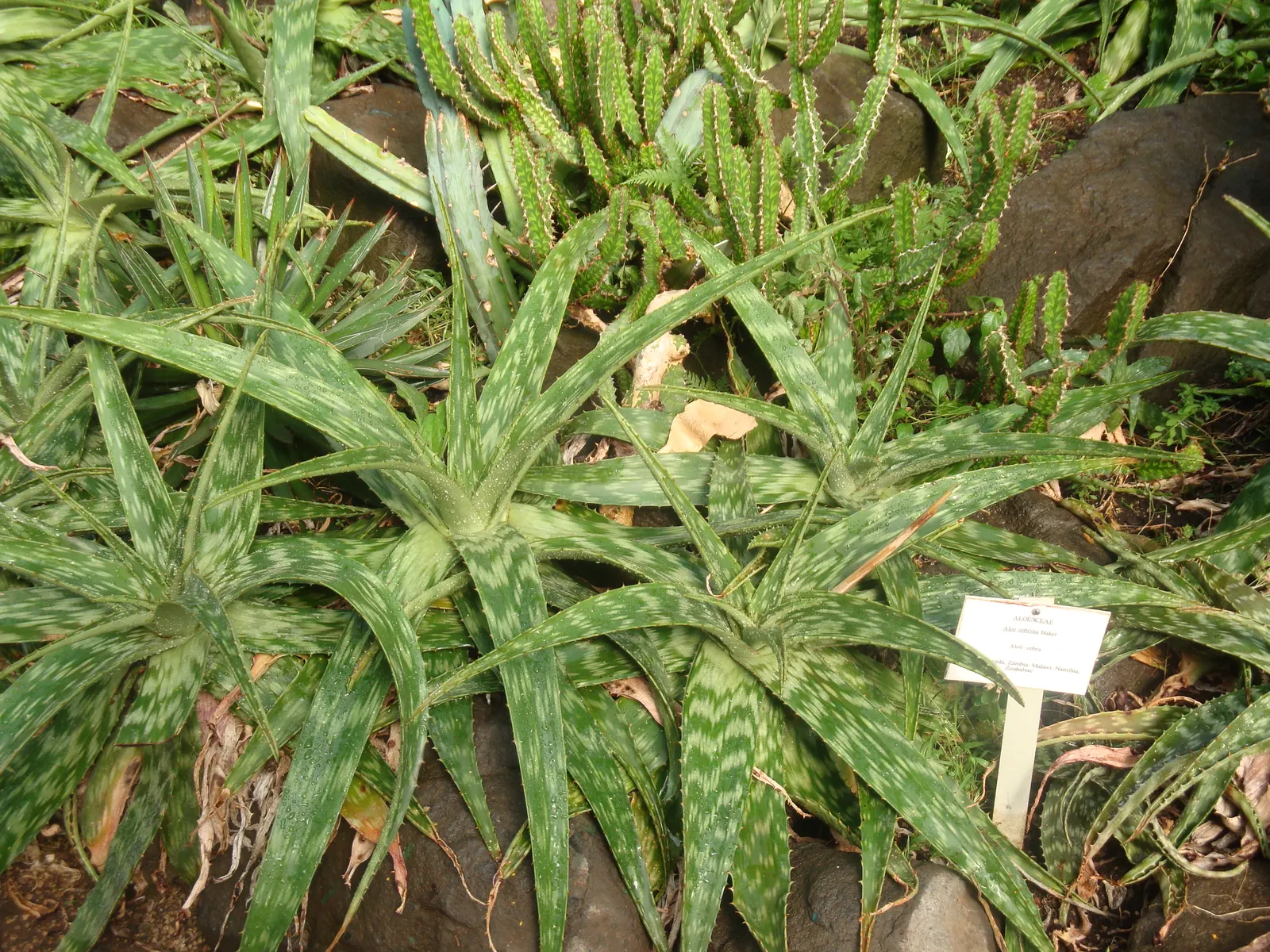 Tiger Aloe (Aloe Zebrina) — is an exquisite and low-maintenance succulent