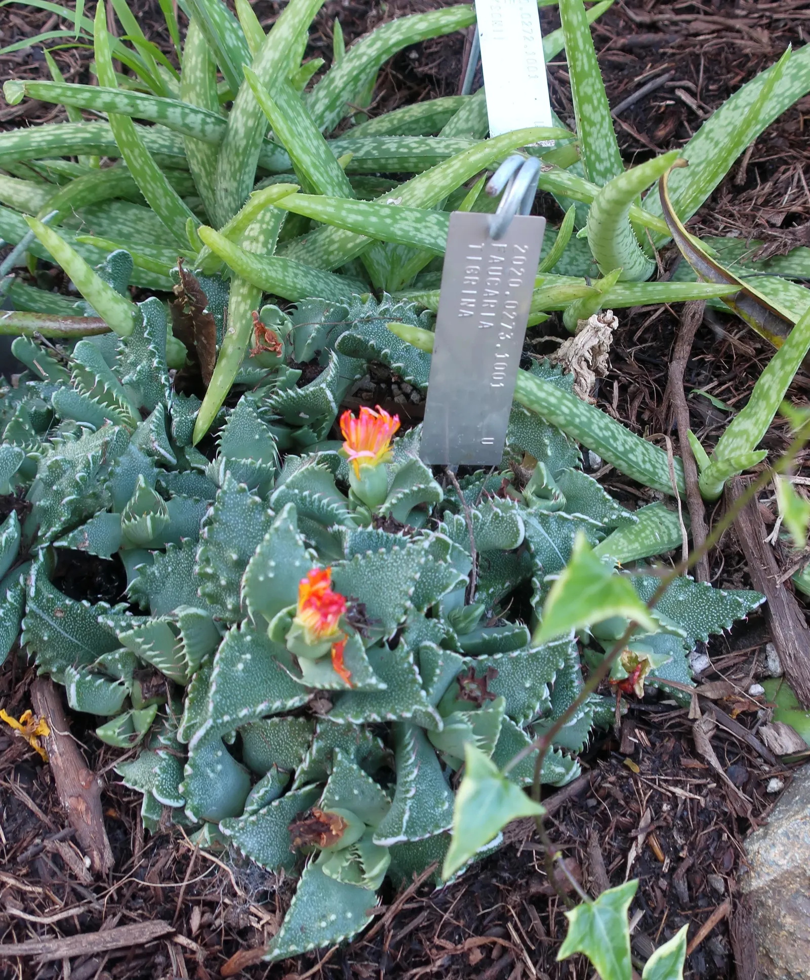 Tiger Aloe (Aloe Zebrina) — is an exquisite and low-maintenance succulent; commonly called Tiger Aloe