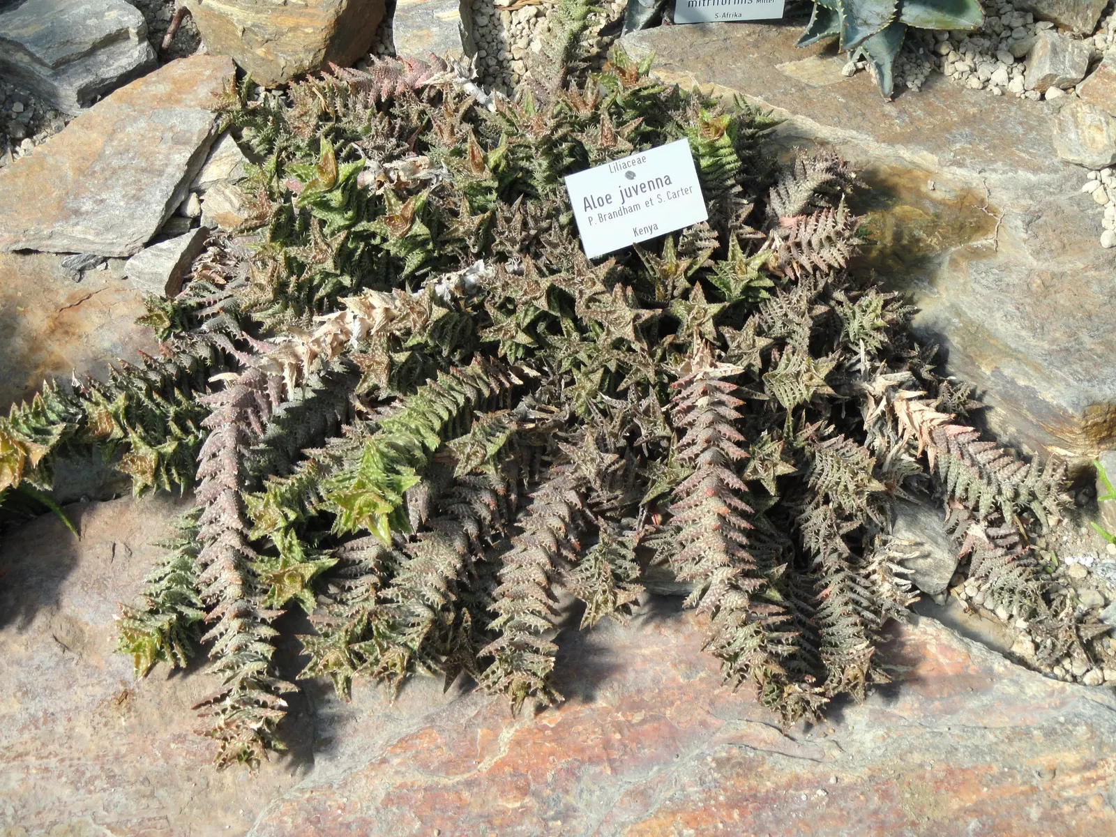 Tiger Aloe (Aloe Zebrina) — commonly called Tiger Aloe; it's valued for its drought tolerance and distinctive zebra-like leaf patterning