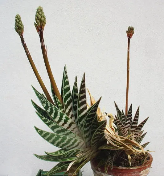 Tiger Aloe (Aloe Zebrina) — giving the plant its common name.<br><br>This drought-tolerant species thrives in USDA Hardiness Zones 9 to 11, image 50