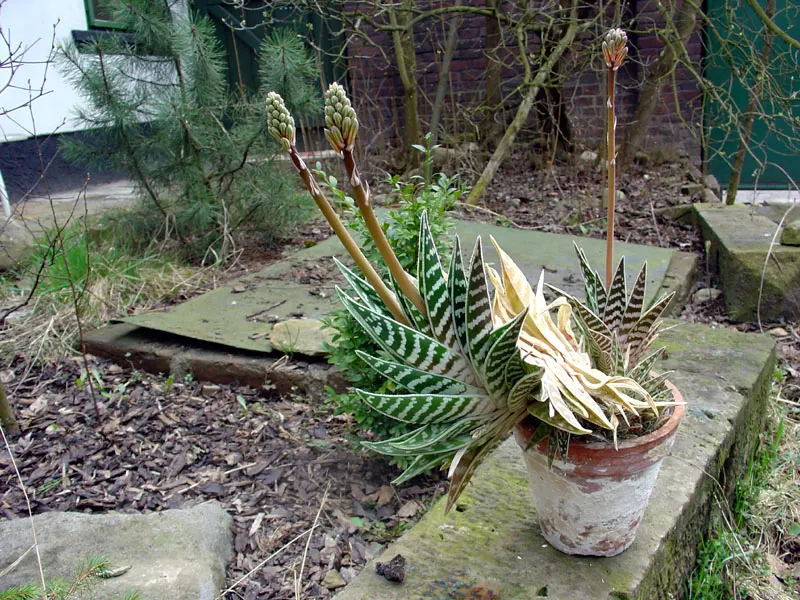 Tiger Aloe (Aloe Zebrina) — making it an ideal choice for rock gardens; preferring well-draining soils