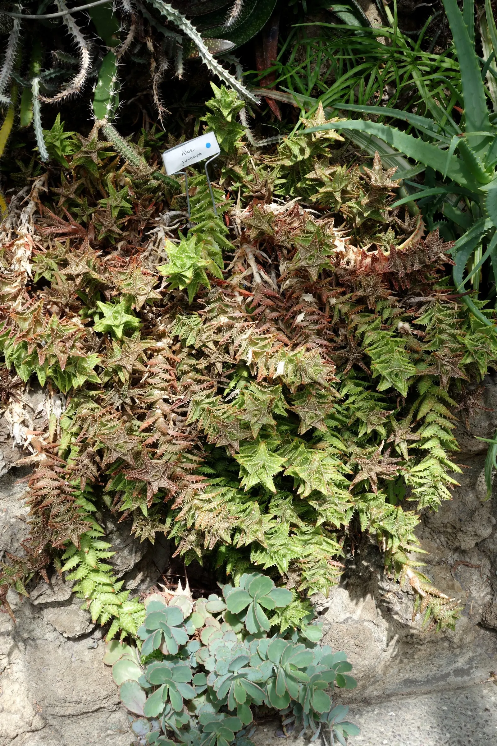 Tiger Aloe (Aloe Zebrina) — is a striking succulent with rosettes of fleshy