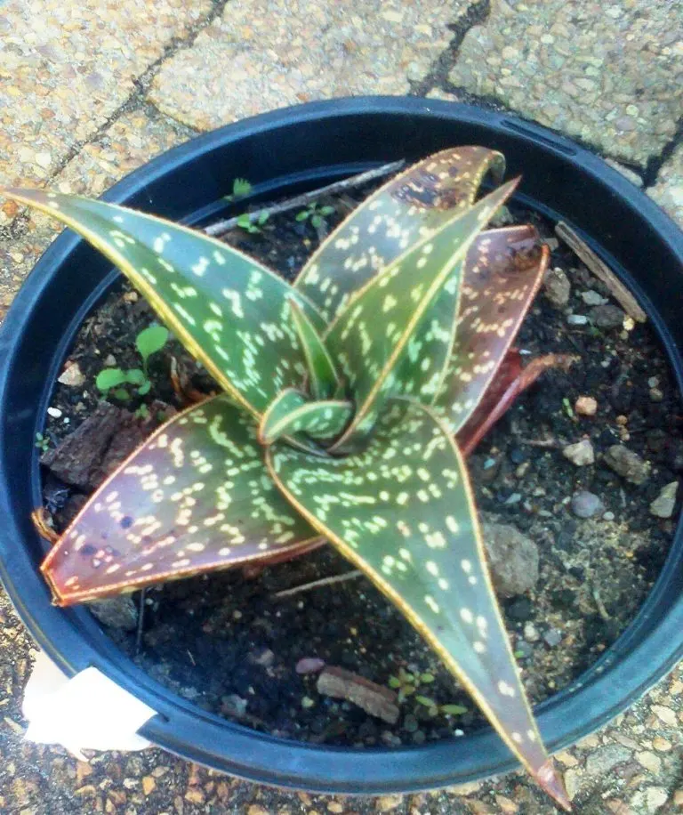 Tiger Aloe (Aloe Zebrina) — particularly hummingbirds; rosette-shaped cluster of fleshy