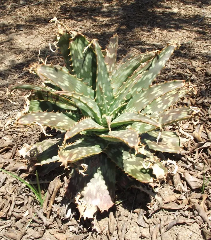 Tiger Aloe (Aloe Zebrina) — ensure that it's planted in well-draining soil; orange flowers in the garden