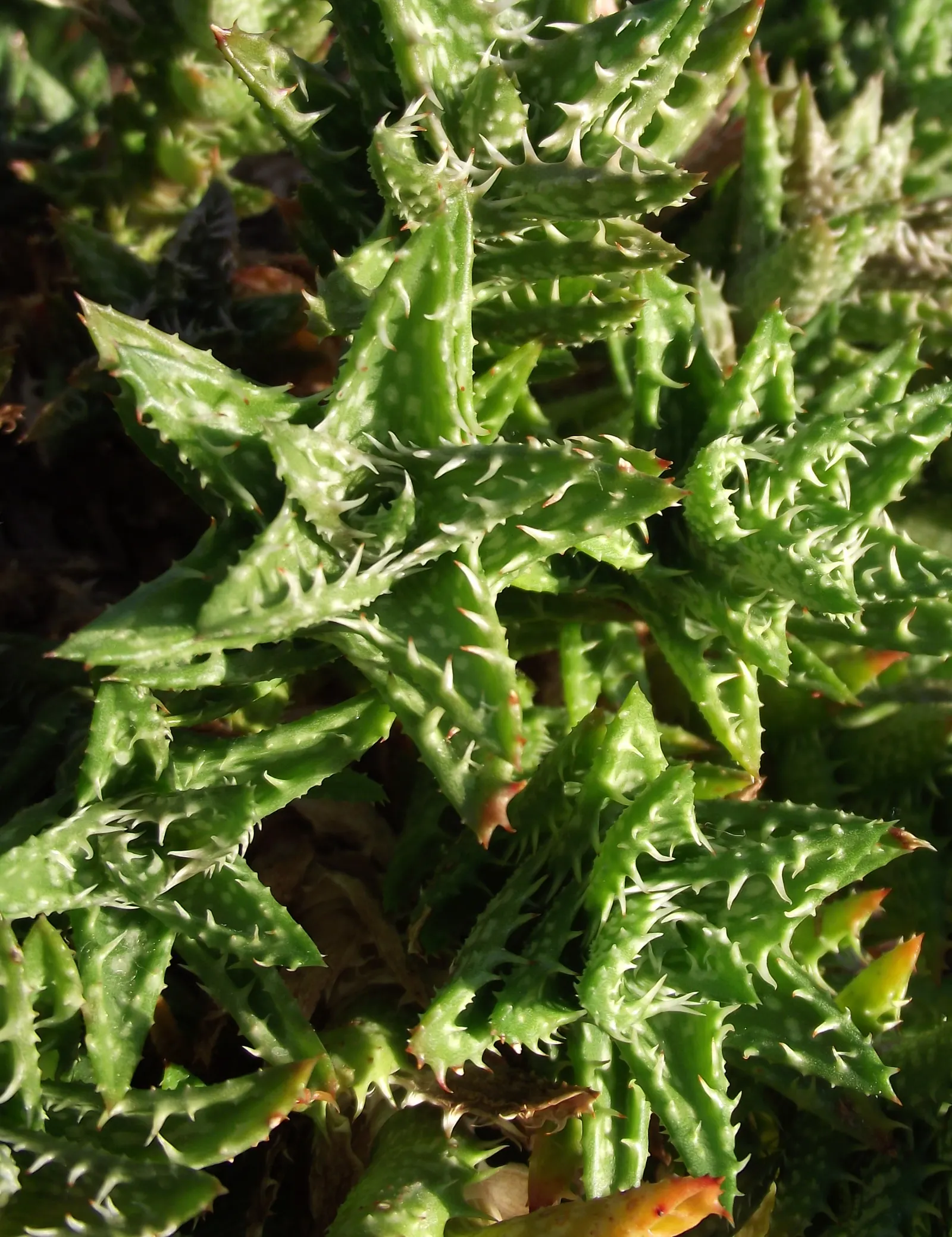 Tiger Aloe (Aloe Zebrina) — rosette-shaped cluster of fleshy