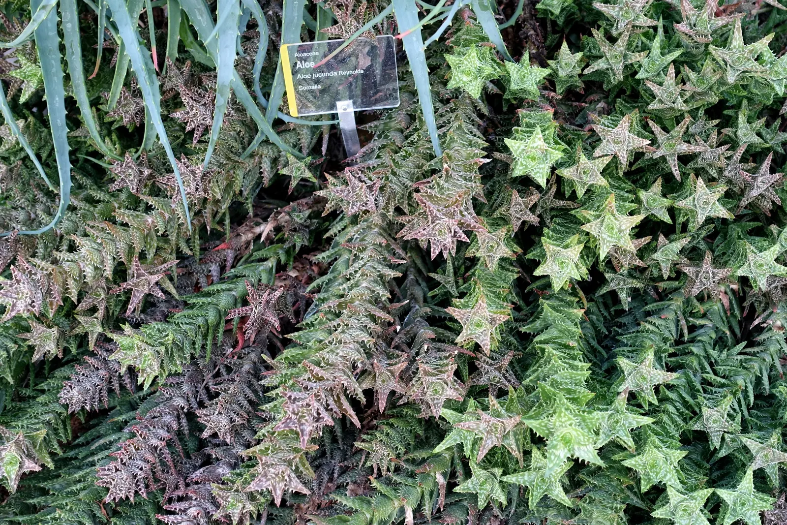 Tiger Aloe (Aloe Zebrina) — the Tiger Aloe can produce tubular