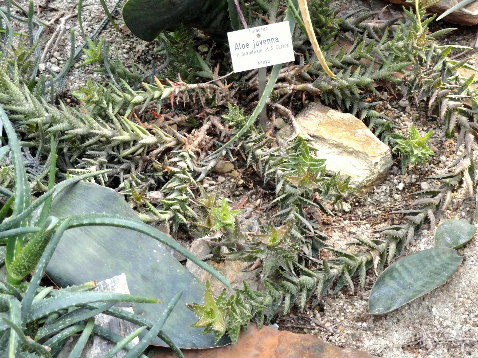 Tiger Aloe (Aloe Zebrina) — giving the plant its common name.<br><br>This drought-tolerant species thrives in USDA Hardiness Zones 9 to 11