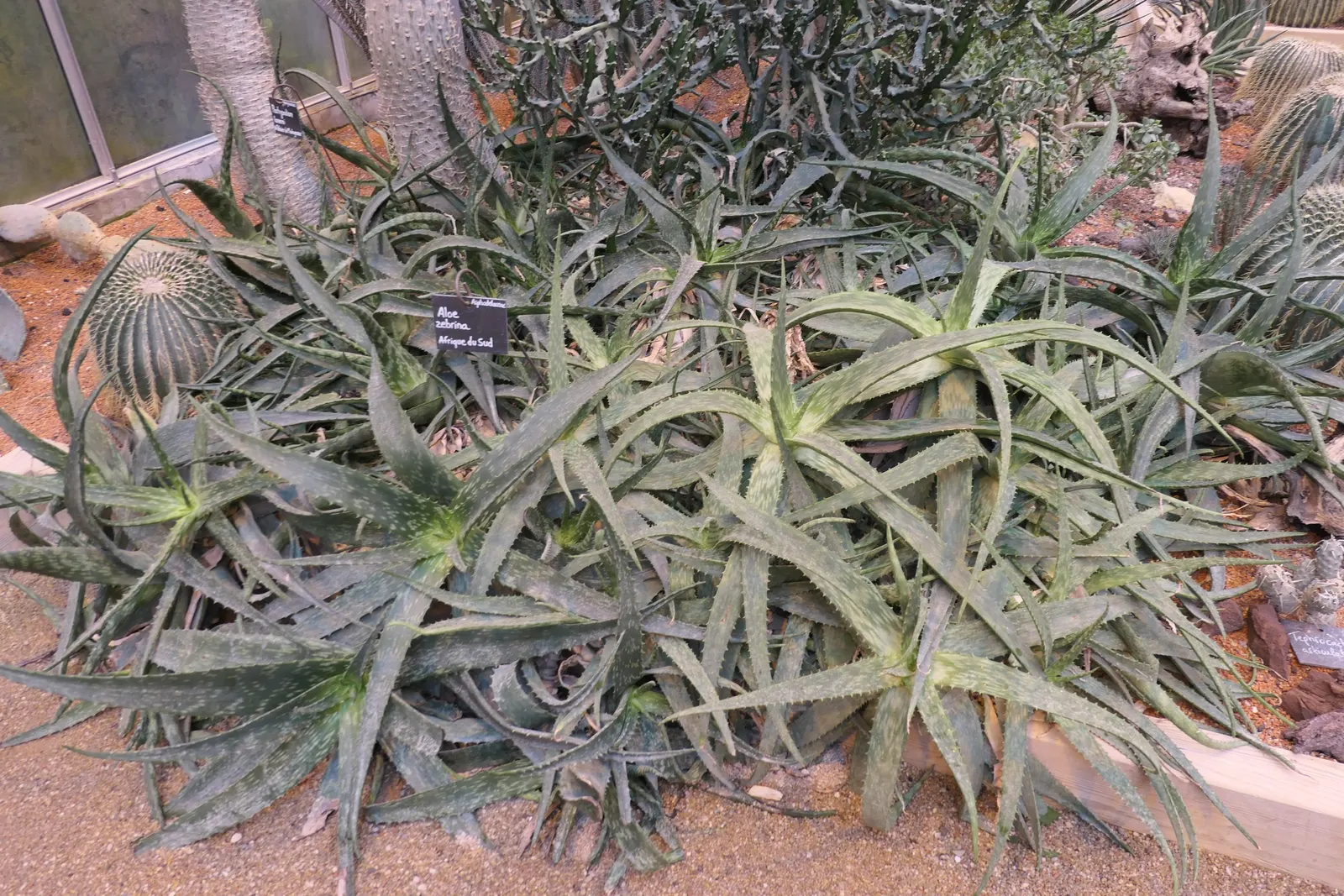 Tiger Aloe (Aloe Zebrina) — the Tiger Aloe can produce tubular; particularly hummingbirds