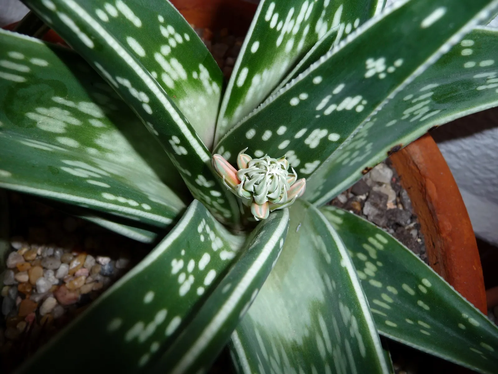 Tiger Aloe (Aloe Zebrina) — or as an accent in mixed succulent borders; native to Southern Africa