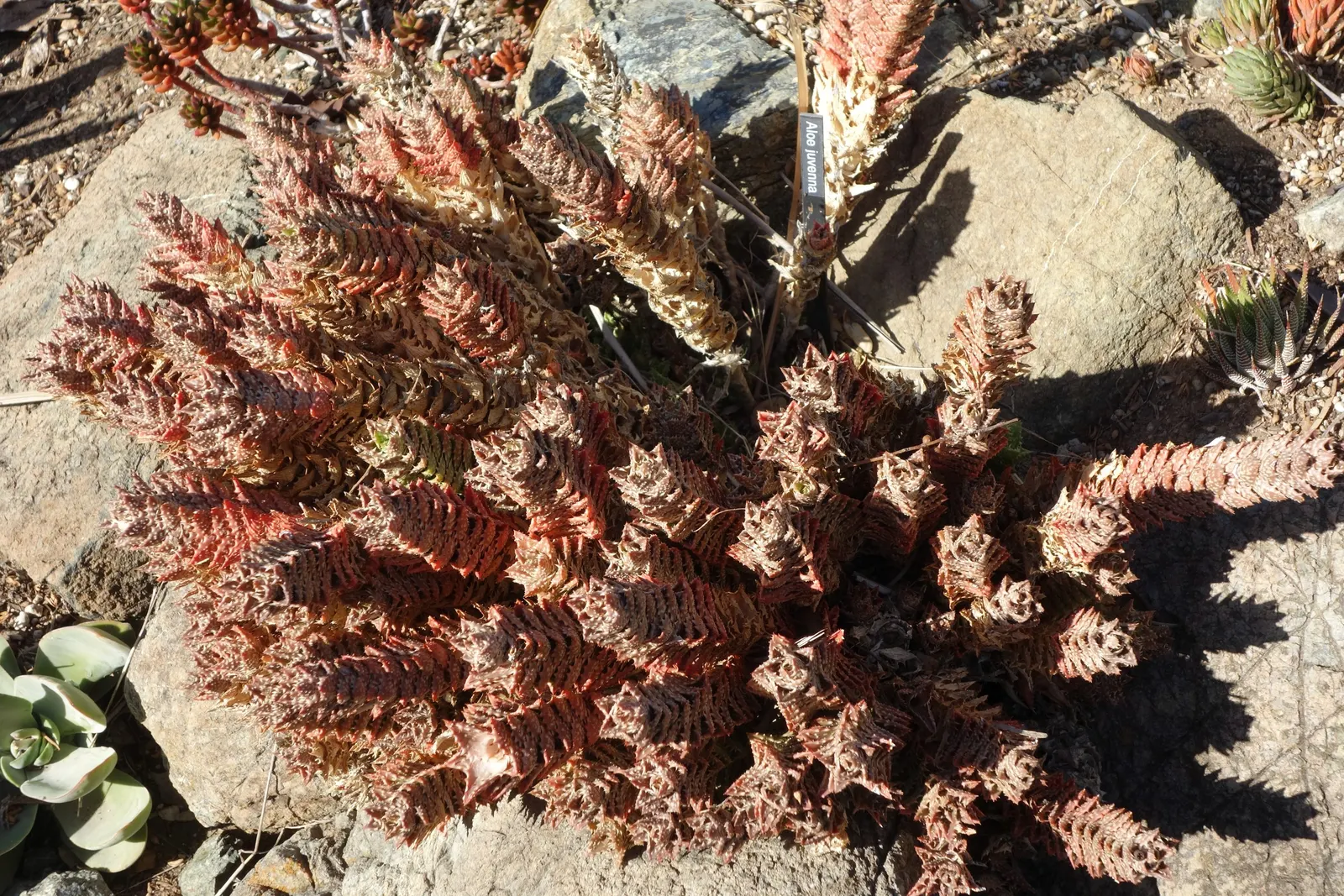 Tiger Aloe (Aloe Zebrina) — are attracted to these blooms