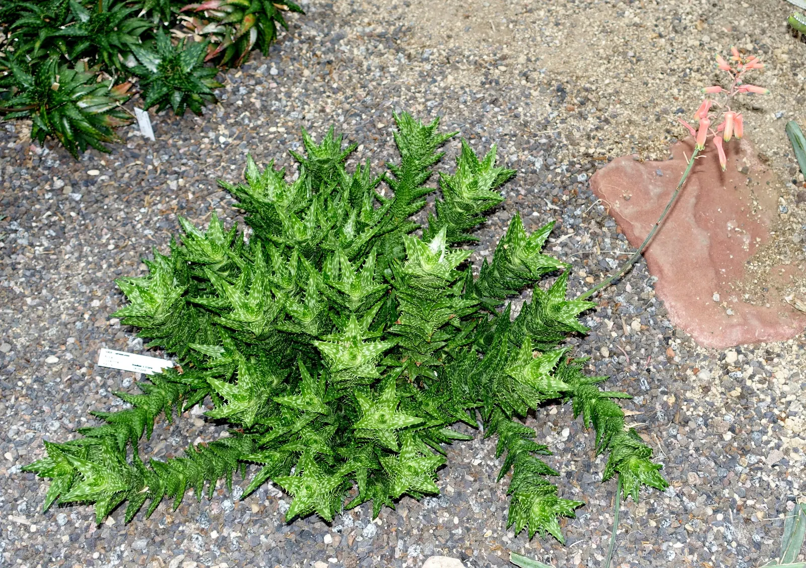 Tiger Aloe (Aloe Zebrina) — Aloe zebrina presents beauty