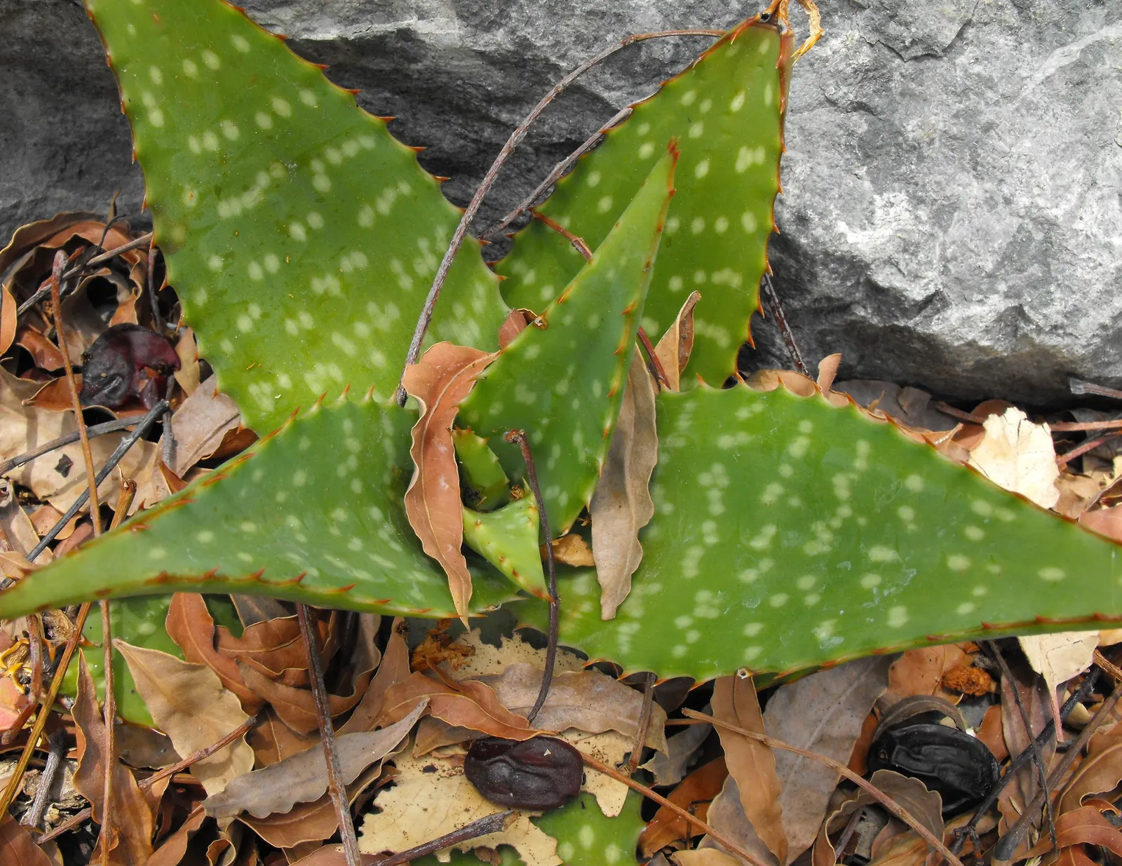 Tiger Aloe (Aloe Zebrina) — are attracted to these blooms; or as an accent in mixed succulent borders